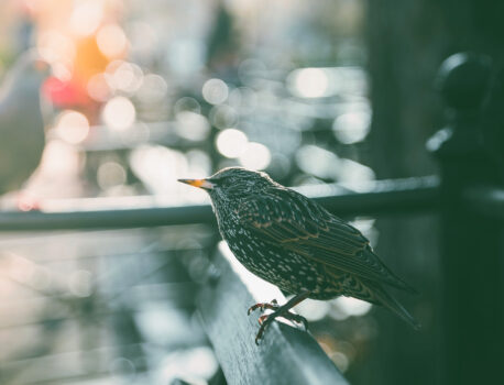 A bird’s eye view