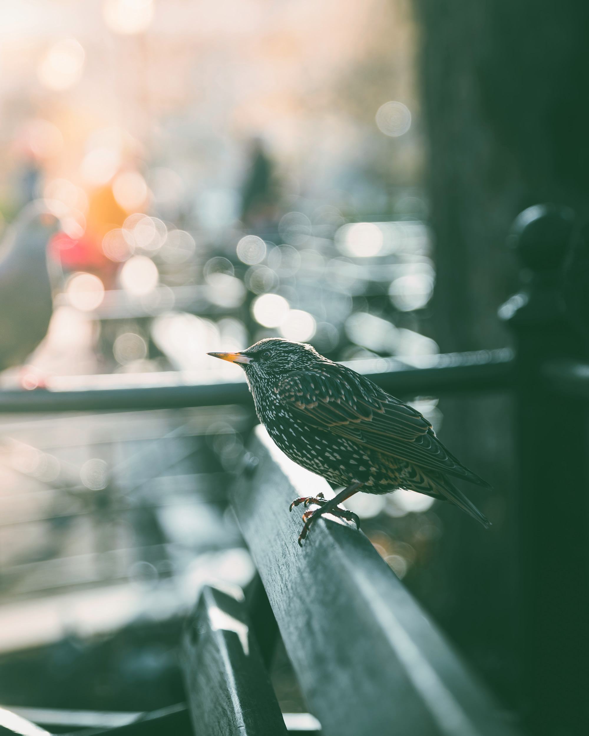 A bird’s eye view
